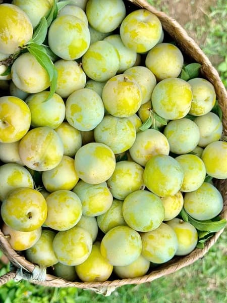 Mận róc hạt Sơn La