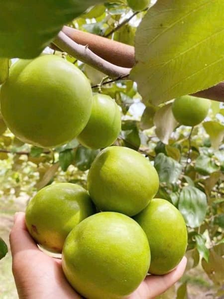 Táo gió Ninh Thuận 3