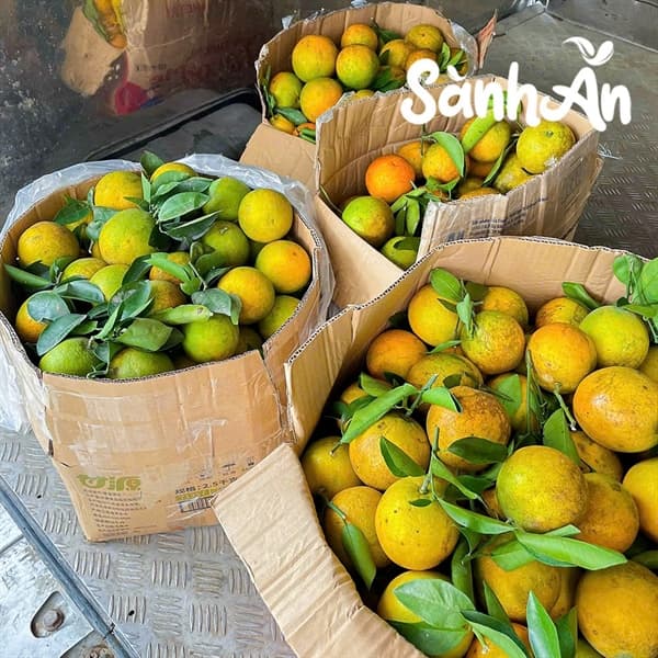 Cam cao phong Hòa Bình loại 1