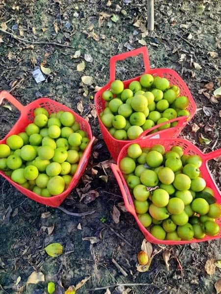 Táo gió Ninh Thuận 4