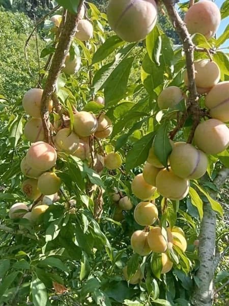 Mận róc hạt Sơn La 2