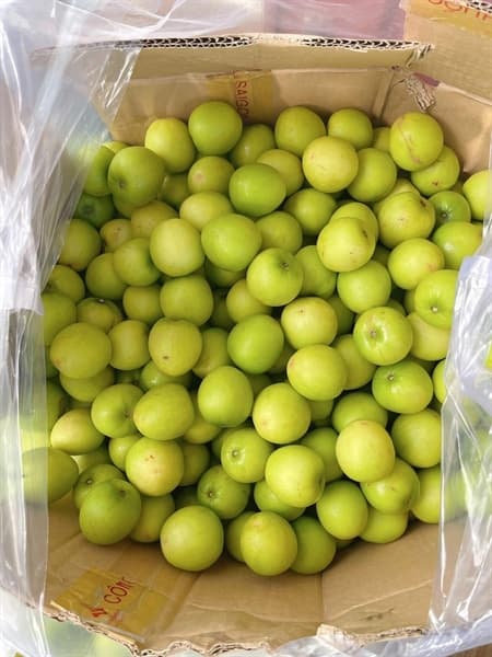 Táo gió Ninh Thuận