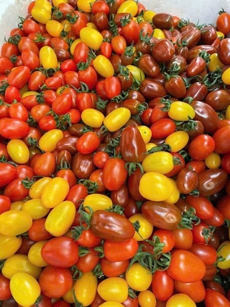 Cà chua bi Mộc Châu