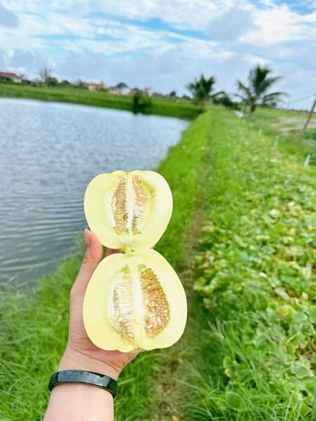 Dưa lê Đầm Tôm 5