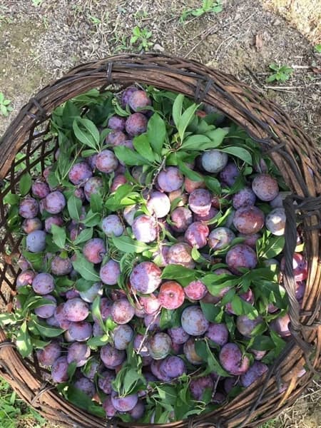 Mận Mèo Sơn La 5