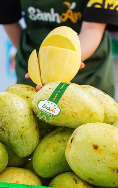 Xoài tứ quý Bến Tre 2