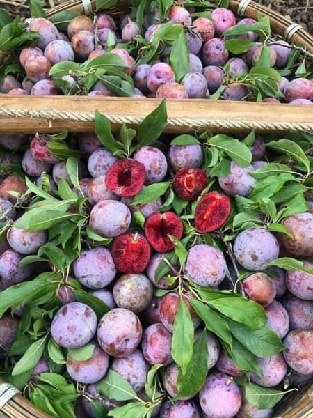 Mận Mèo Sơn La 3