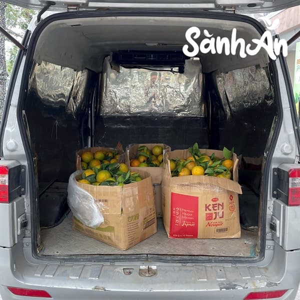 Cam cao phong Hòa Bình loại 1 4