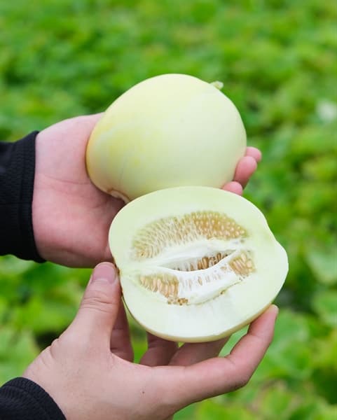 Dưa lê Đầm Tôm 4