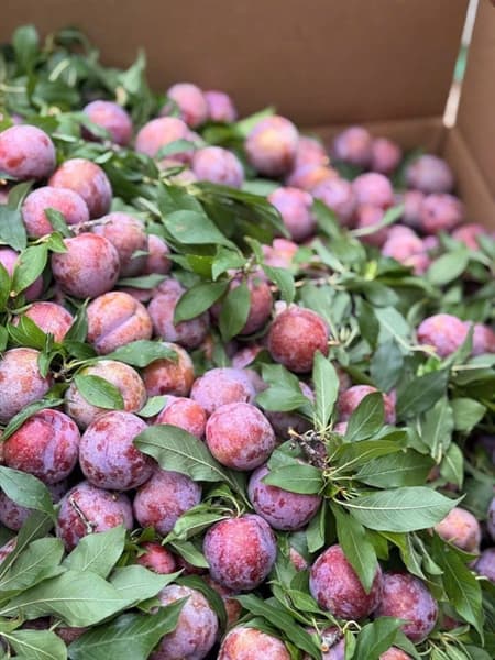 Mận Mèo Sơn La 2