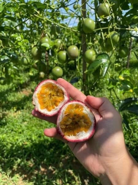 Chanh leo tím Đăk Lăk 5