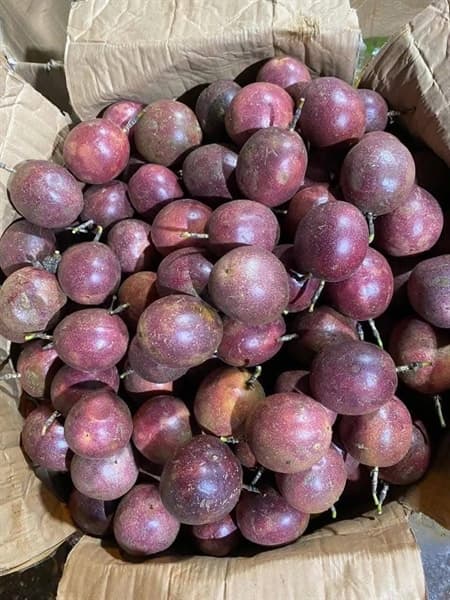 Chanh leo tím Đăk Lăk