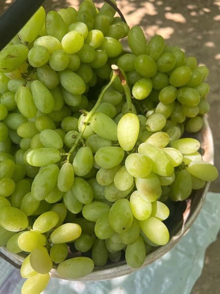 Nho xanh Vietgap Ninh Thuận 4