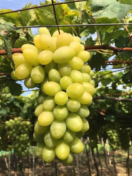 Nho xanh Vietgap Ninh Thuận 3