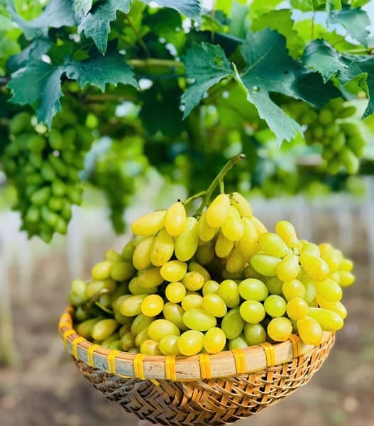 Nho xanh Vietgap Ninh Thuận 2