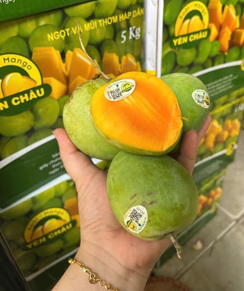 Xoài tròn Yên Châu 3