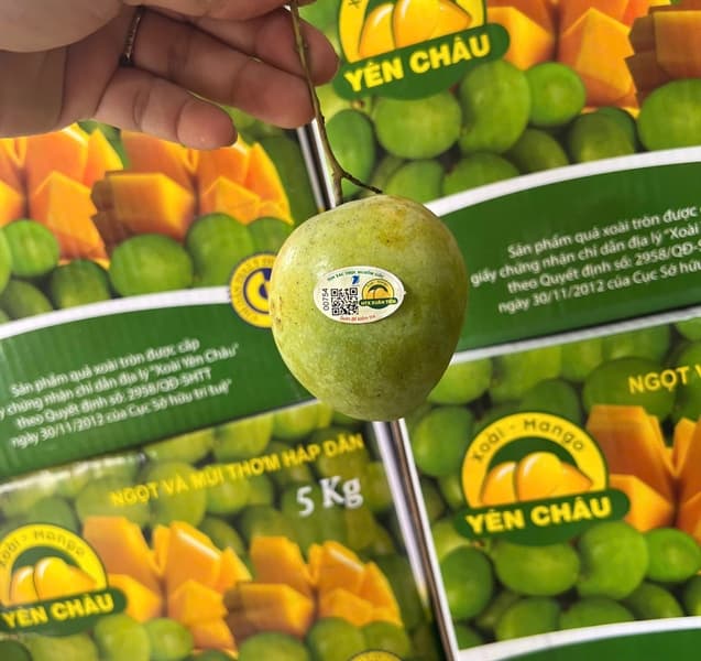 Xoài tròn Yên Châu 2