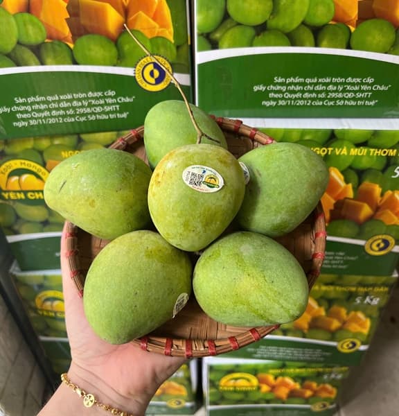 Xoài tròn Yên Châu 4