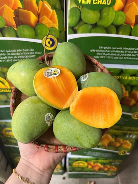 Xoài tròn Yên Châu