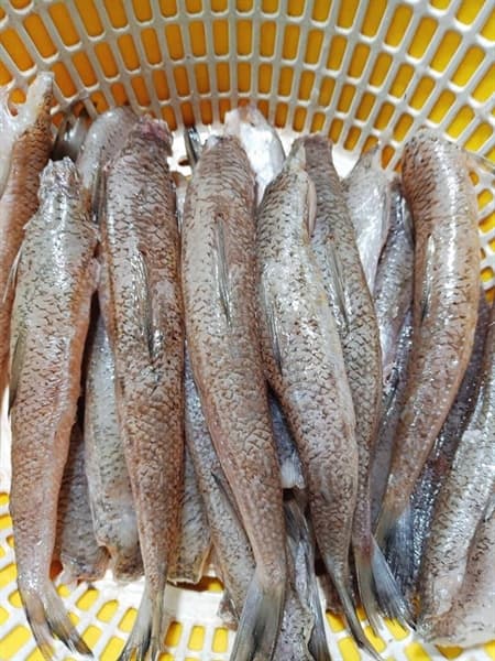 Cá bống biển làm sạch HTK 2