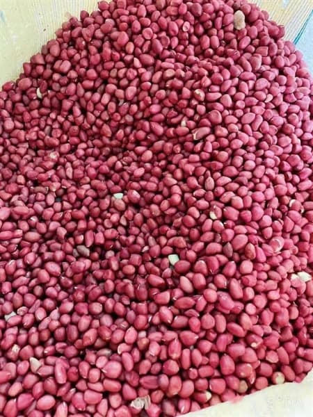 Lạc đỏ đồi Tây Bắc 500g 3