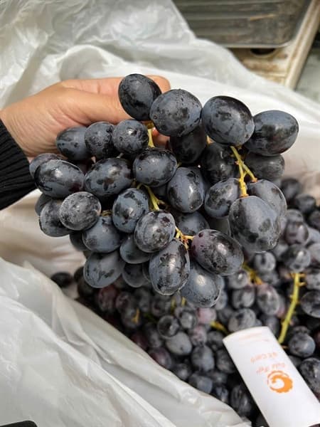 Nho đen Úc Queen Be 4