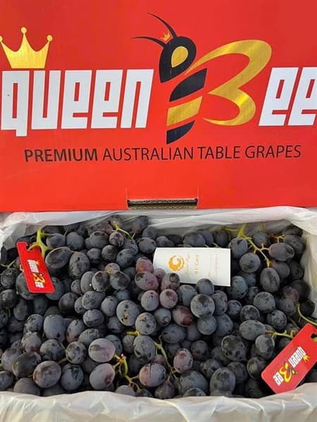 Nho đen Úc Queen Be 2