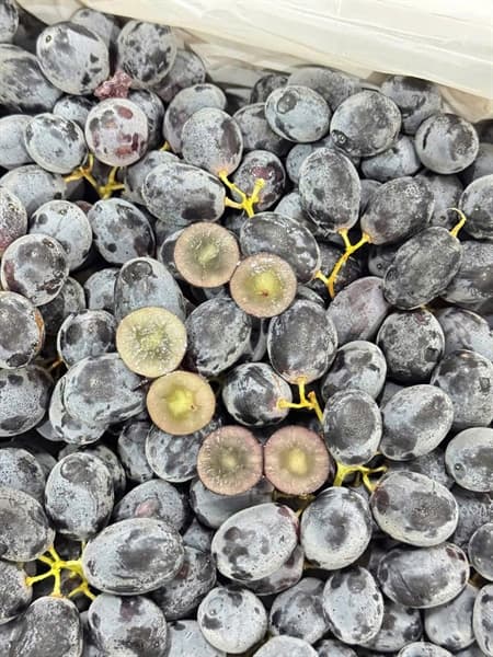 Nho đen Úc Queen Be