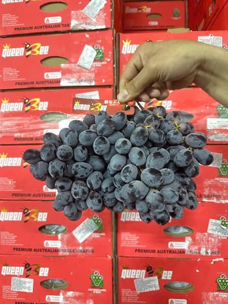 Nho đen Úc Queen Be 3