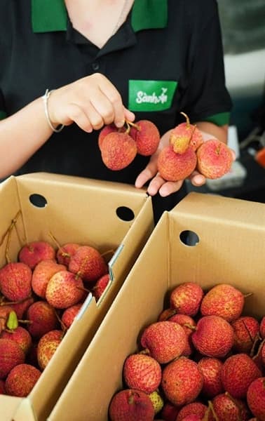 Vải Trứng Phù Cừ Hưng Yên