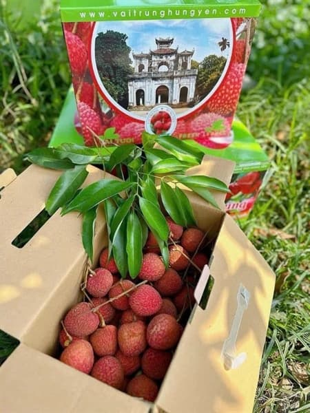 Vải Trứng Phù Cừ Hưng Yên 5