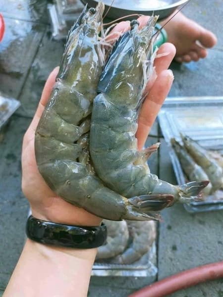 Tôm lột Tĩnh Gia 3