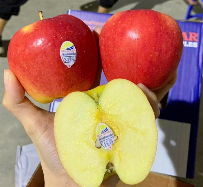 Táo Ambrosia Canada