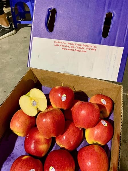 Táo Ambrosia Canada 2