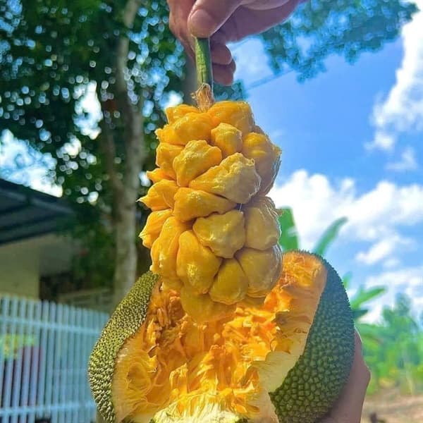 Mít tố nữ Đồng Nai