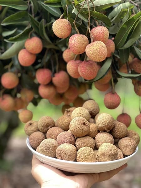 Vải thiều sấy Bắc Giang 2