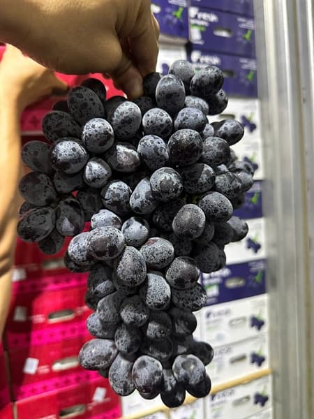 Nho đen Fresh