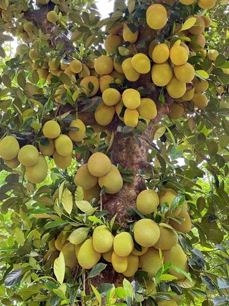 Mít tố nữ Đồng Nai 3