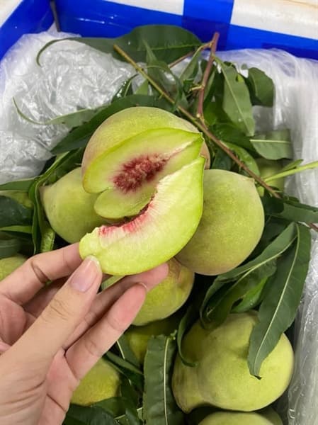 Đào mỏ quạ Vip 2