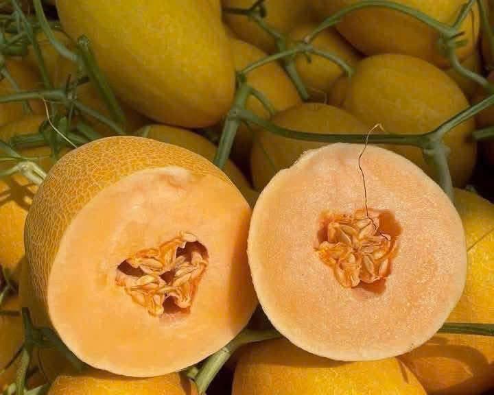 Dưa vàng Mai Hương 3