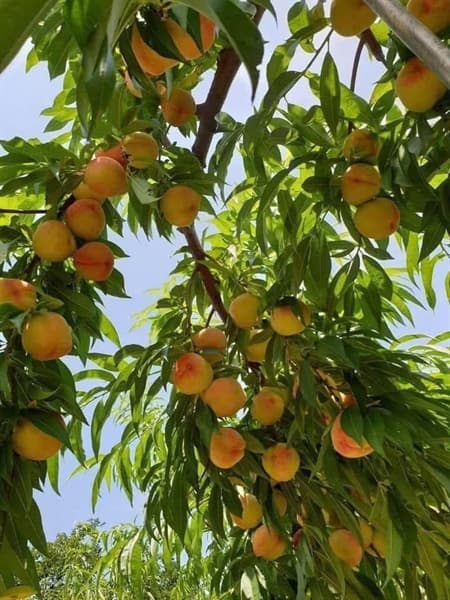 Đào lông má hồng 4