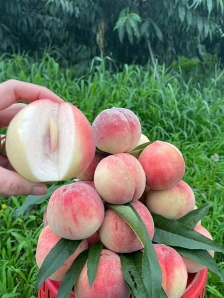 Đào lông má hồng