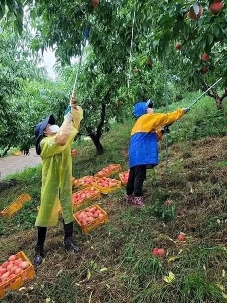 Đào lông má hồng 2