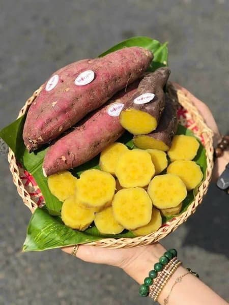 Khoai lang Nhật viền tím XD Farm