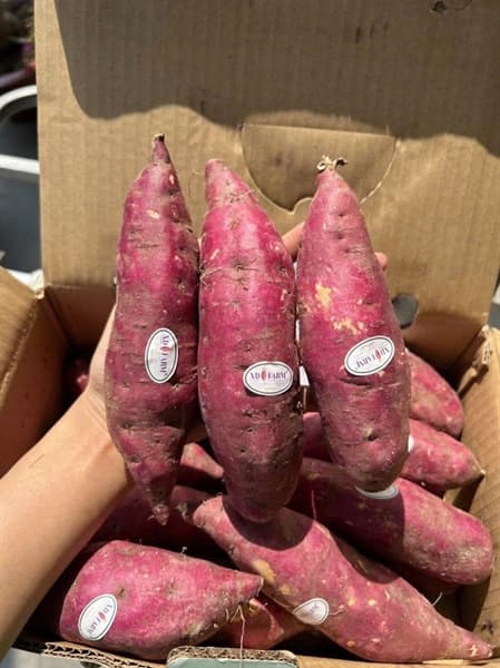 Khoai lang Nhật viền tím XD Farm 2