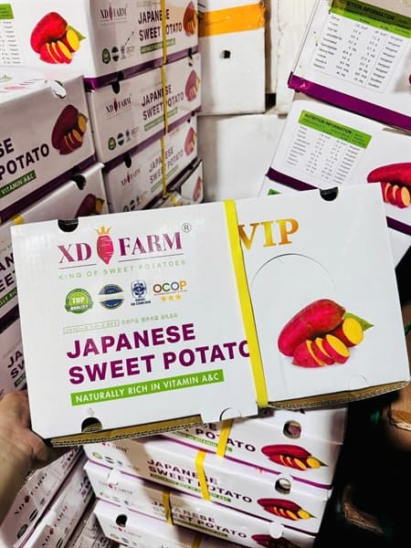 Khoai lang Nhật viền tím XD Farm 5