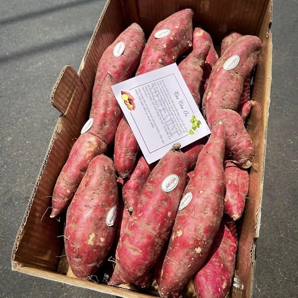 Khoai lang Nhật viền tím XD Farm 4