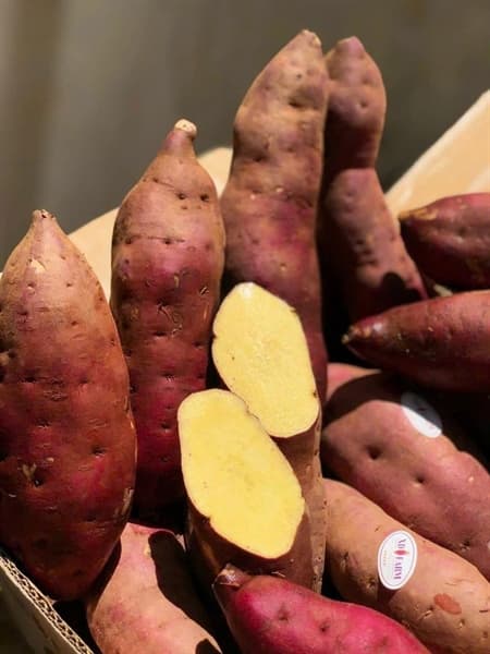 Khoai lang Nhật viền tím XD Farm 3