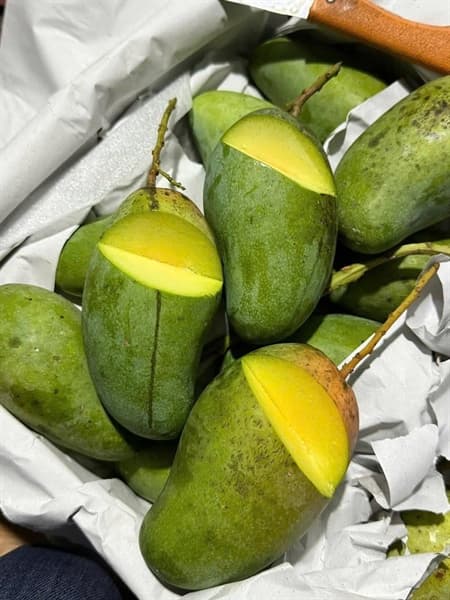 Xoài Thái hạt lép 2