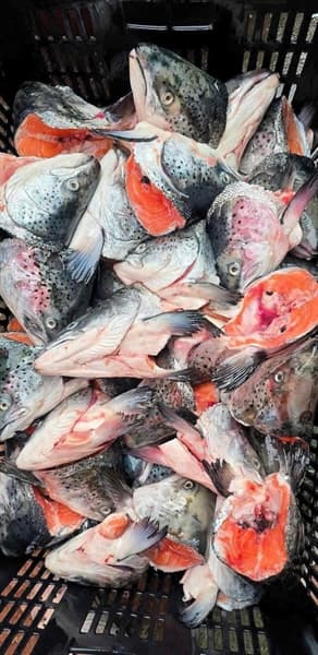 Đầu cá hồi